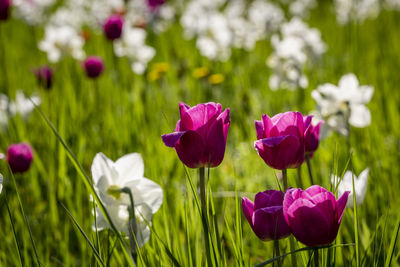 Close-up of pink tulips on field