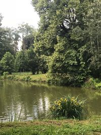 Scenic view of lake in forest