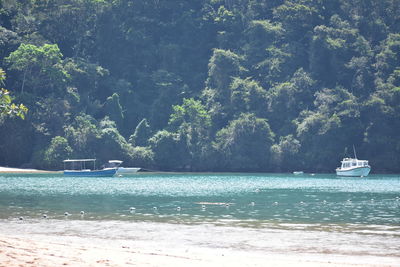 Sailboat sailing on sea by trees