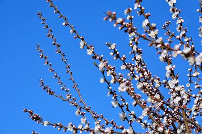 Low angle view of flower tree against clear blue sky