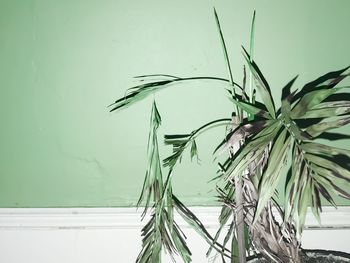 Close-up of plants in water