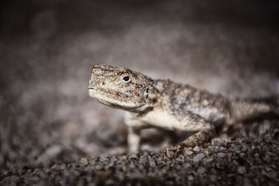 Close-up of lizard 