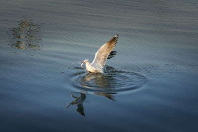 High angle view of bird flying over lake