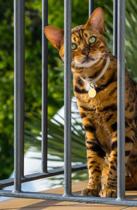 animal