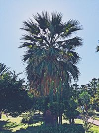 Low angle view of palm trees against clear sky