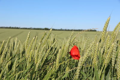 Red poppy flower on field against clear sky