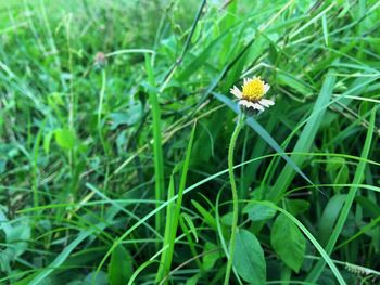 Close-up of yellow flower blooming on field