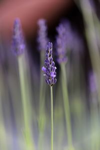 Close-up of purple flowering plant on field