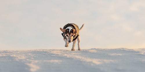 View of a dog running on beach