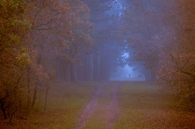 Narrow walkway along trees in forest during foggy weather