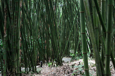 Bamboo trees in forest