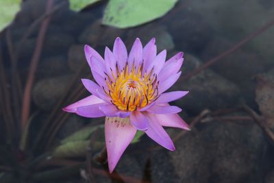 Close-up of pink water lily