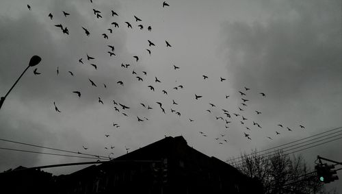Low angle view of birds flying over the sky