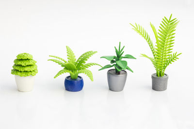 Potted plant against white background