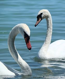 Swan swimming in lake