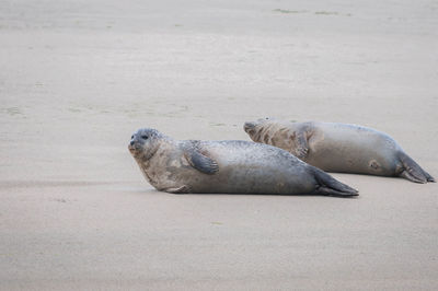 Close-up of seals on sand at beach