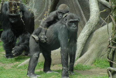 Gorillas on field at bronx zoo