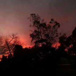 Low angle view of silhouette trees against sky at sunset