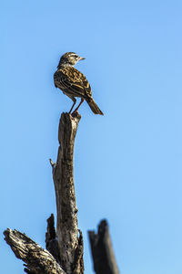 Low angle view of bird perching on wooden post