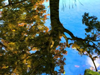 Low angle view of trees in autumn