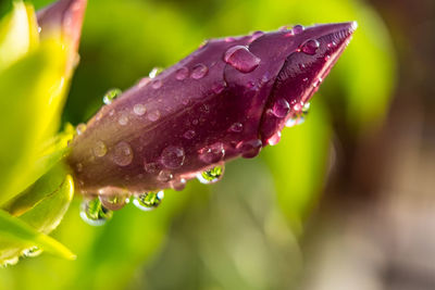 Close-up of wet purple flower