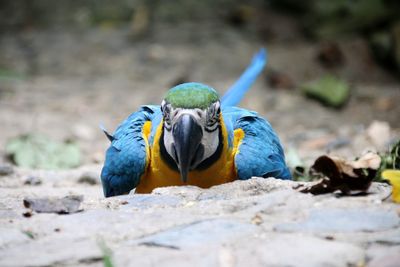 Close-up of parrot bird