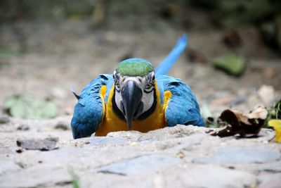 Close-up of bird