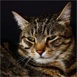 Close-up portrait of cat against black background