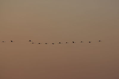 Birds flying in the sky