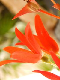 Close-up of day lily blooming outdoors