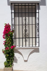 Potted plant on window of building