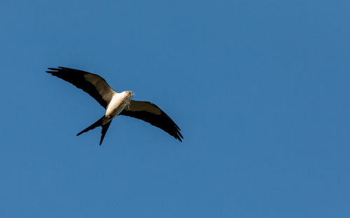 Swallow-tailed kite collects spanish moss to build a nest in the corkscrew swamp sanctuary of naples