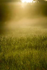 Scenic view of field during sunset