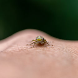 Close-up of a hand with an insect