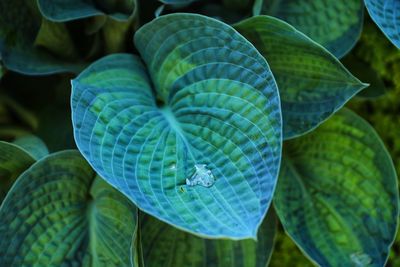 Close-up of green leaves