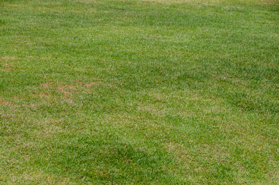 Full frame shot of green field