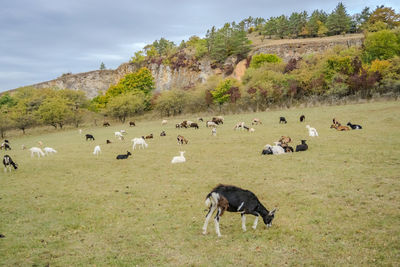 Goats on field