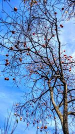 Low angle view of flower tree against sky