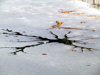 High angle view of autumn leaves in puddle