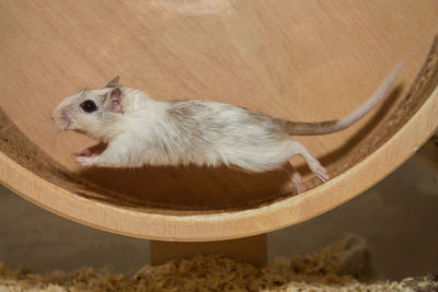 High angle view of mouse running