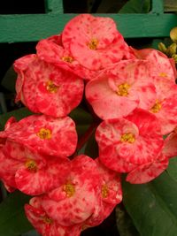 Close-up of pink flowers