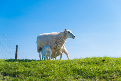 Sheep standing in a field