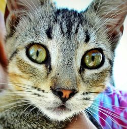 Close-up portrait of cat