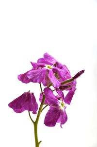 Close-up of purple flowering plant against white background