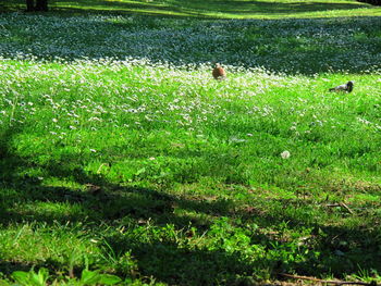 Grass growing on grassy field