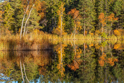 Scenic view of lake in forest during autumn