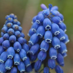 Close-up of purple flowers