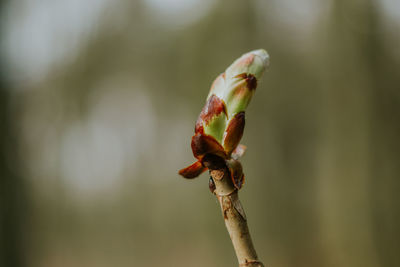 Close-up of lizard on plant