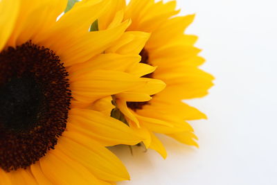 Close-up of sunflower against white background