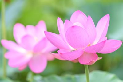 Close-up of pink flowers blooming outdoors